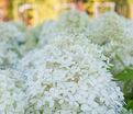 Гортензия метельчатая Роял Флауэр / Hydrangea panniculata Royal Flower — фото 3