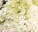 Гортензия метельчатая Роял Флауэр / Hydrangea panniculata Royal Flower — фото 4