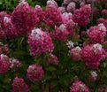 Гортензия метельчатая Самарская Лидия / Hydrangea panniculata Samarskaya Lidiya — фото 2