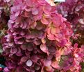 Гортензия метельчатая Самарская Лидия / Hydrangea panniculata Samarskaya Lidiya — фото 5