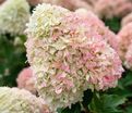 Гортензия метельчатая Саммер Лав / Hydrangea panniculata Summer Love — фото 2