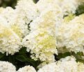 Гортензия метельчатая Саммер Сноу / Hydrangea panniculata Summer Snow — фото 3