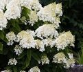 Гортензия метельчатая Саммер Сноу / Hydrangea panniculata Summer Snow — фото 4