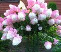 Гортензия метельчатая Санди Фрэйз / Hydrangea panniculata Sundae Fraise — фото 2