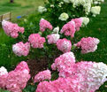 Гортензия метельчатая Санди Фрэйз / Hydrangea panniculata Sundae Fraise — фото 3