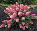 Гортензия метельчатая Санди Фрэйз / Hydrangea panniculata Sundae Fraise — фото 4