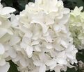 Гортензия метельчатая Скайфол / Hydrangea panniculata Skyfall — фото 2