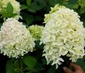 Гортензия метельчатая Скайфол / Hydrangea panniculata Skyfall — фото 4