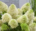 Гортензия метельчатая Скайфол / Hydrangea panniculata Skyfall — фото 5