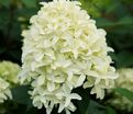 Гортензия метельчатая Скайфол / Hydrangea panniculata Skyfall — фото 6