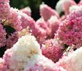Гортензия метельчатая Стоуберри Блоссом / Hydrangea panniculata Strawberry Blossom — фото 2
