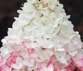 Гортензия метельчатая Стоуберри Блоссом / Hydrangea panniculata Strawberry Blossom — фото 3