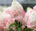 Гортензия метельчатая Стоуберри Блоссом / Hydrangea panniculata Strawberry Blossom — фото 4