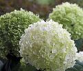 Гортензия древовидная Стронг Аннабель / Hydrangea arborescens Strong Annabelle — фото 2