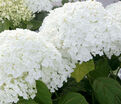 Гортензия древовидная Стронг Аннабель / Hydrangea arborescens Strong Annabelle — фото 3