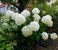 Гортензия древовидная Стронг Аннабель / Hydrangea arborescens Strong Annabelle — фото 4