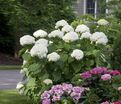 Гортензия древовидная Стронг Аннабель / Hydrangea arborescens Strong Annabelle — фото 5