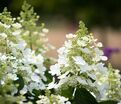 Гортензия метельчатая Тардива / Hydrangea panniculata Tardiva — фото 2
