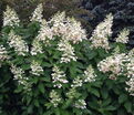 Гортензия метельчатая Тардива / Hydrangea panniculata Tardiva — фото 3