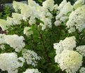 Гортензия метельчатая Тардива / Hydrangea panniculata Tardiva — фото 4