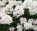 Гортензия метельчатая Тач оф Пинк / Hydrangea panniculata Touch of Pink — фото 2