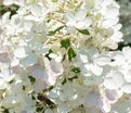 Гортензия метельчатая Тач оф Пинк / Hydrangea panniculata Touch of Pink — фото 3