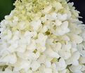 Гортензия метельчатая Шугар раш / Hydrangea panniculata Sugar Rush — фото 2