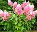 Гортензия метельчатая Энджелс Блаш / Hydrangea panniculata Angels Blush — фото 2