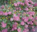 Гортензия метельчатая Энджелс Блаш / Hydrangea panniculata Angels Blush — фото 3