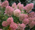 Гортензия метельчатая Энджелс Блаш / Hydrangea panniculata Angels Blush — фото 4