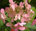 Гортензия метельчатая Эрли Сенсейшн / Hydrangea panniculata Early Sensation — фото 2