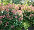 Гортензия метельчатая Эрли Сенсейшн / Hydrangea panniculata Early Sensation — фото 4