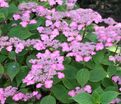 Гортензия пильчатая Авельроуз / Hydrangea serrata Avelroz — фото 4