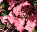 Гортензия пильчатая Авельроуз / Hydrangea serrata Avelroz — фото 5
