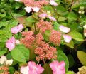 Гортензия пильчатая Авельроуз / Hydrangea serrata Avelroz — фото 6