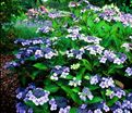 Гортензия пильчатая Блюберд / Hydrangea serrata Bluebird — фото 2