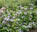 Гортензия пильчатая Блюберд / Hydrangea serrata Bluebird — фото 3