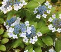 Гортензия пильчатая Блюберд / Hydrangea serrata Bluebird — фото 4