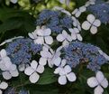 Гортензия пильчатая Блюберд / Hydrangea serrata Bluebird — фото 5