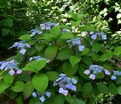 Гортензия пильчатая Вирли / Hydrangea serrata Veerle — фото 3