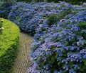 Гортензия пильчатая Вирли / Hydrangea serrata Veerle — фото 4