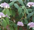 Гортензия шершавая Макрофилла / Hydrangea aspera Macrophylla — фото 2