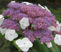 Гортензия шершавая Макрофилла / Hydrangea aspera Macrophylla — фото 4