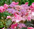 Гортензия шершавая Хот Чоколейт / Hydrangea aspera Hot Chocolate — фото 2