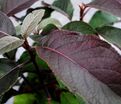 Гортензия шершавая Хот Чоколейт / Hydrangea aspera Hot Chocolate — фото 3
