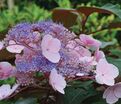 Гортензия шершавая Хот Чоколейт / Hydrangea aspera Hot Chocolate — фото 4