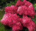 Гортензтия метельчатая Вимс ред / Hydrangea panniculata Wim's Red — фото 3