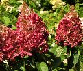 Гортензтия метельчатая Вимс ред / Hydrangea panniculata Wim's Red — фото 4