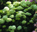 Гортензтия древовидная Лайм Рики / Hydrangea arborescens Lime Rickey — фото 2