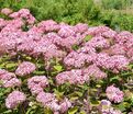 Гортензтия древовидная Мэджикал Пинкербелл / Hydrangea arborescens Magical Pinkerbell — фото 2